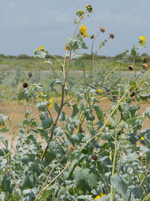 Helianthus argophyllus (Silverleaf sunflower) #46380