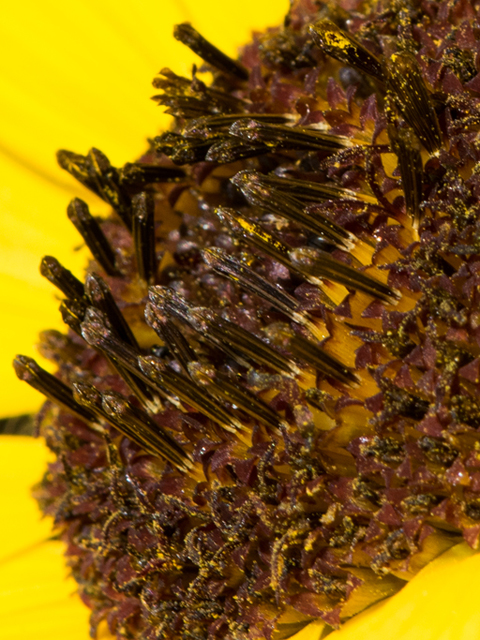 Helianthus argophyllus (Silverleaf sunflower) #46384