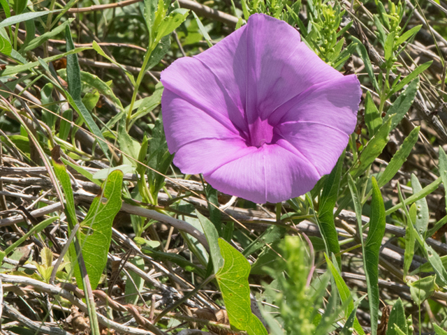 Ipomoea sagittata (Saltmarsh morning-glory) #46389