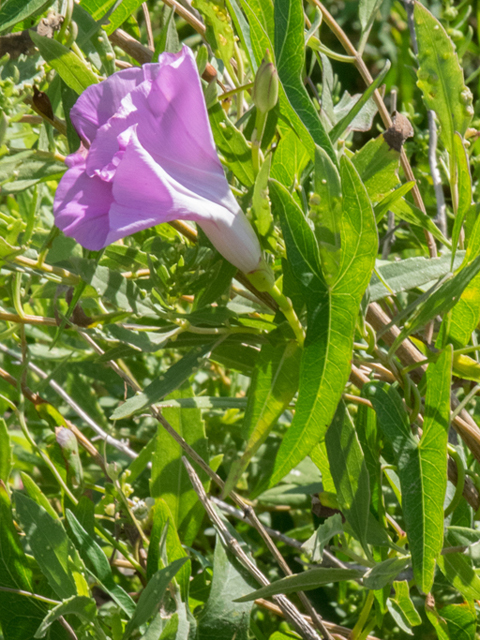 Ipomoea sagittata (Saltmarsh morning-glory) #46390