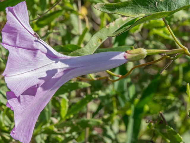 Ipomoea sagittata (Saltmarsh morning-glory) #46391