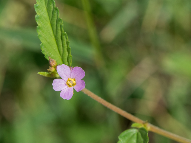 Melochia pyramidata (Pyramidflower) #46400