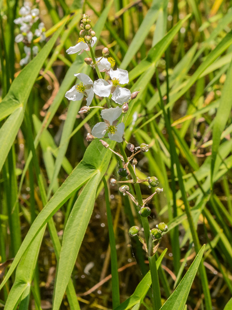 Sagittaria longiloba (Longbarb arrowhead) #46422