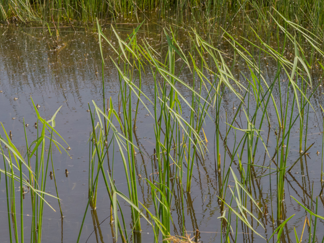 Sagittaria longiloba (Longbarb arrowhead) #46423