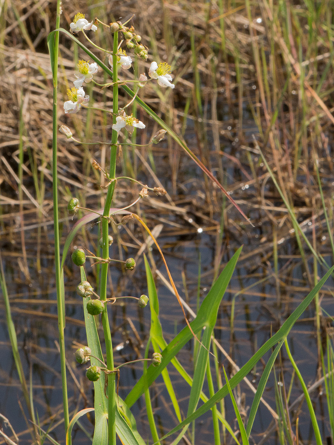 Sagittaria longiloba (Longbarb arrowhead) #46425