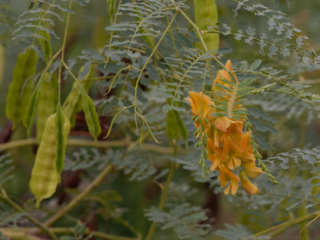 Sesbania drummondii (Rattlebush) #46427