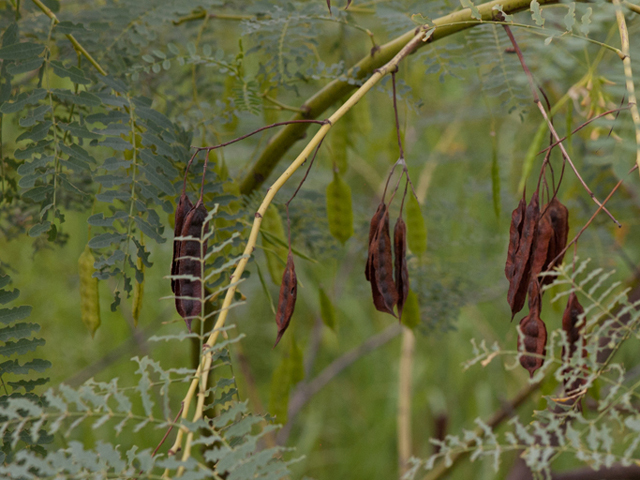 Sesbania drummondii (Rattlebush) #46428