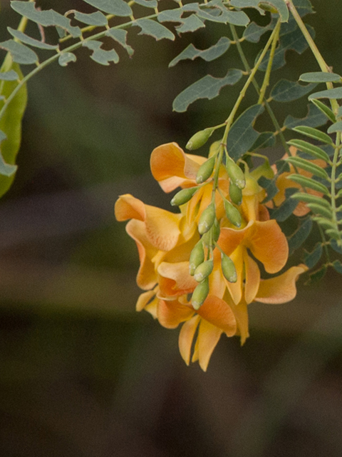 Sesbania drummondii (Rattlebush) #46429