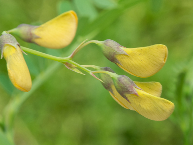 Sesbania herbacea (Coffeeweed) #46432