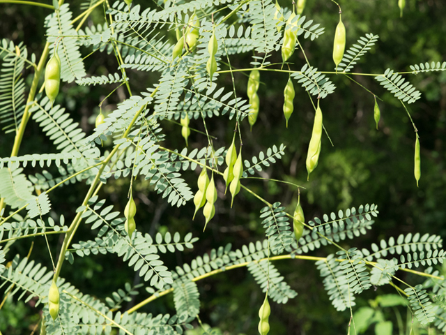 Sesbania vesicaria (Bagpod) #46436