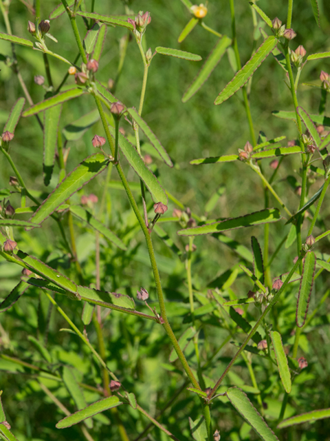 Sida spinosa (Prickly fanpetals) #46437