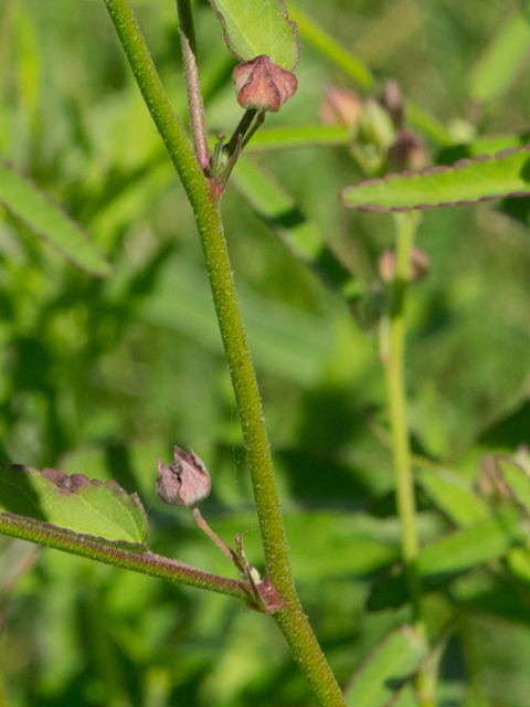 Sida spinosa (Prickly fanpetals) #46438