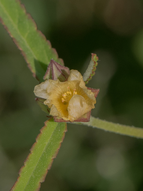 Sida spinosa (Prickly fanpetals) #46439