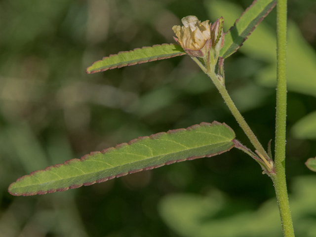 Sida spinosa (Prickly fanpetals) #46440