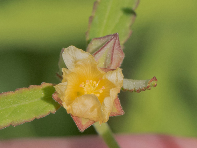 Sida spinosa (Prickly fanpetals) #46441