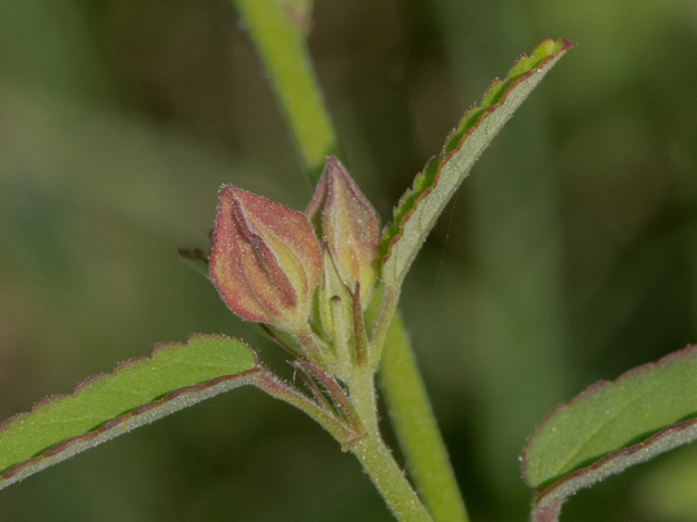 Sida spinosa (Prickly fanpetals) #46442