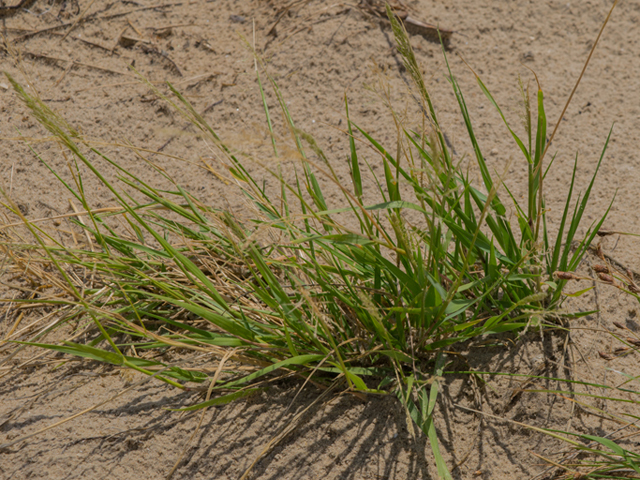 Sporobolus virginicus (Seashore dropseed) #46444