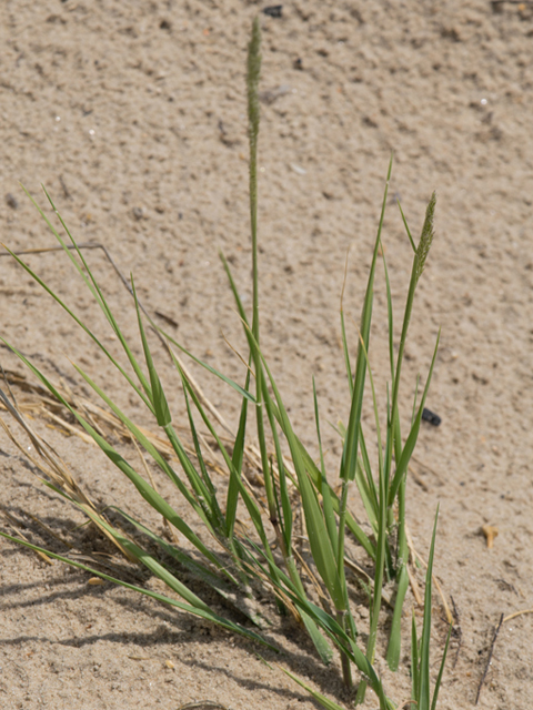 Sporobolus virginicus (Seashore dropseed) #46445