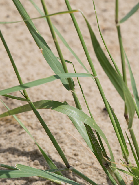 Sporobolus virginicus (Seashore dropseed) #46446