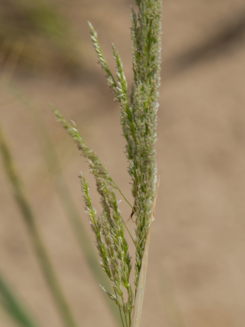 Sporobolus virginicus (Seashore dropseed) #46447