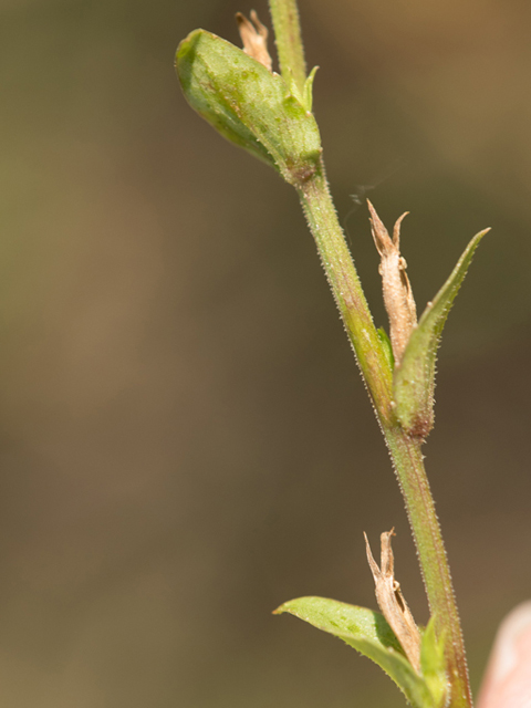 Triodanis biflora (Small venus' looking-glass) #46450