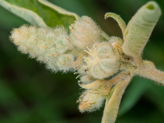 Croton capitatus (Hogwort) #46895