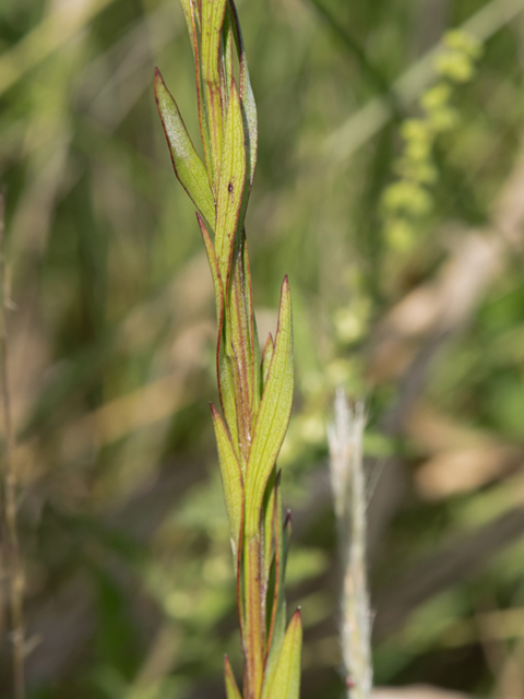 Solidago sempervirens (Seaside goldenrod) #46932