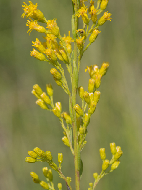 Solidago sempervirens (Seaside goldenrod) #46933