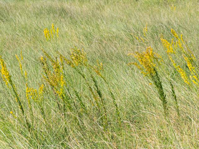 Solidago sempervirens (Seaside goldenrod) #46936