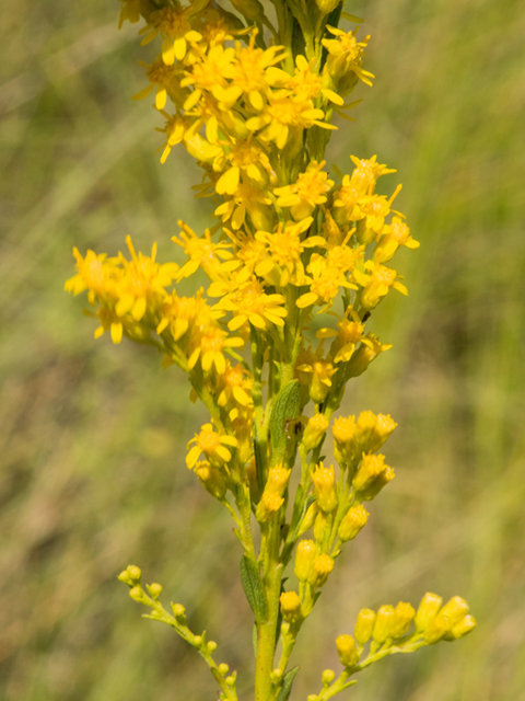 Solidago sempervirens (Seaside goldenrod) #46937