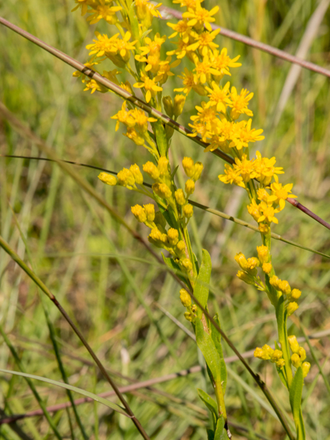 Solidago sempervirens (Seaside goldenrod) #46939