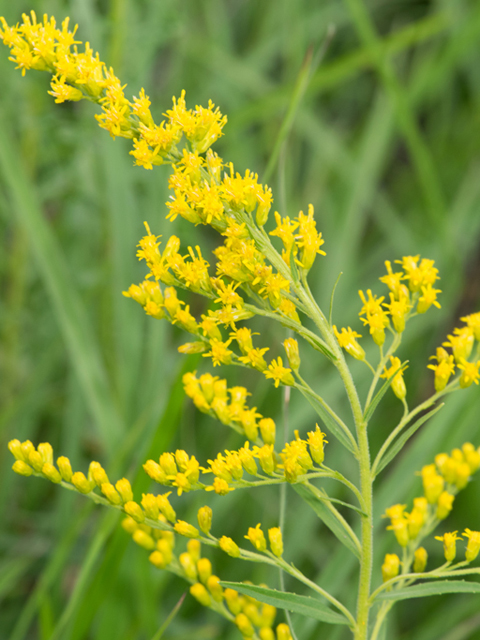 Solidago tortifolia (Twistleaf goldenrod) #46940