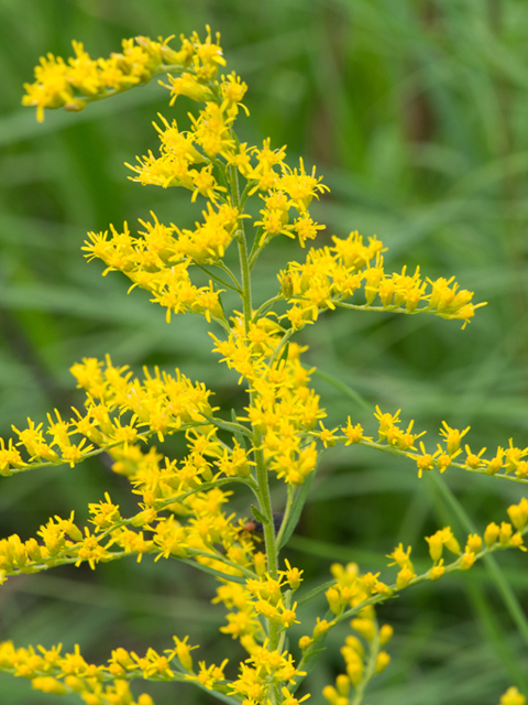 Solidago tortifolia (Twistleaf goldenrod) #46943