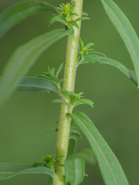 Solidago tortifolia (Twistleaf goldenrod) #46944