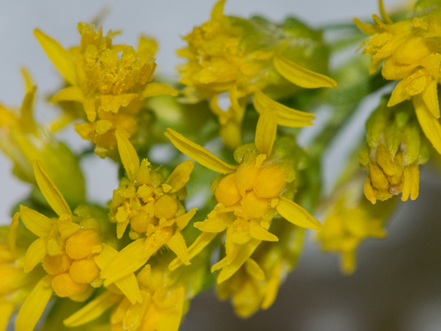 Solidago tortifolia (Twistleaf goldenrod) #46945