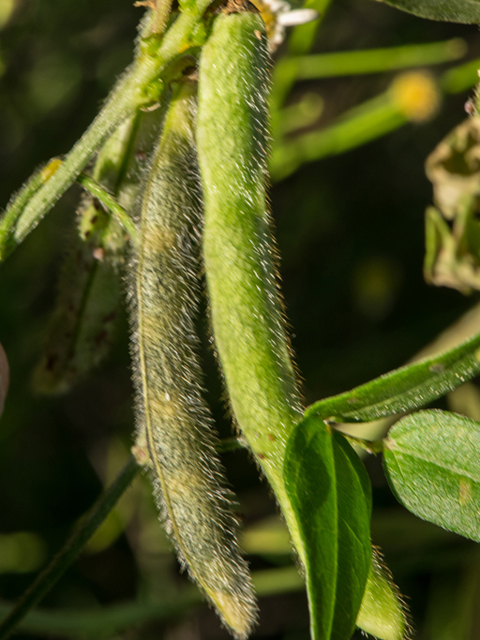 Vigna luteola (Hairypod cowpea) #46953