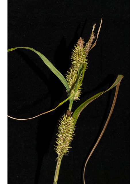 Carex hyalinolepis (Shoreline sedge) #48389