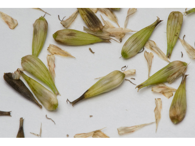 Carex hyalinolepis (Shoreline sedge) #48391