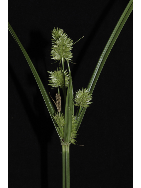 Cyperus cephalanthus (Buttonbush flatsedge) #48439