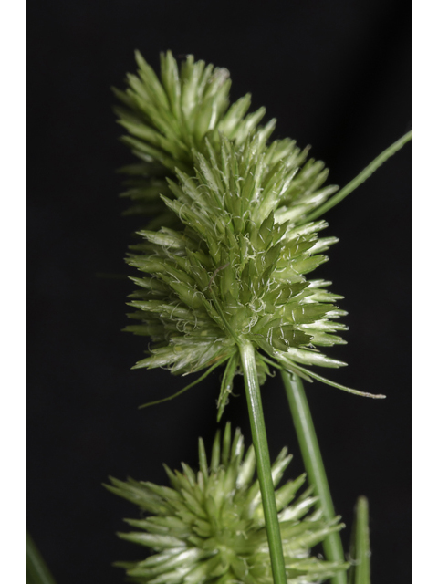 Cyperus cephalanthus (Buttonbush flatsedge) #48440