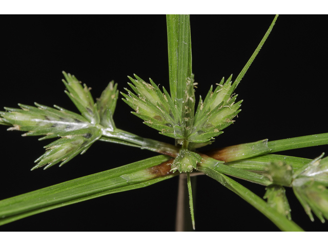 Cyperus compressus (Poorland flatsedge) #48449