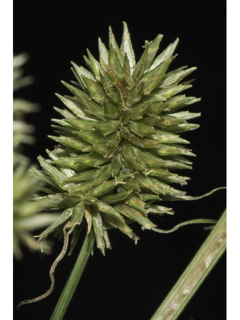 Cyperus echinatus (Globe flatsedge) #48452