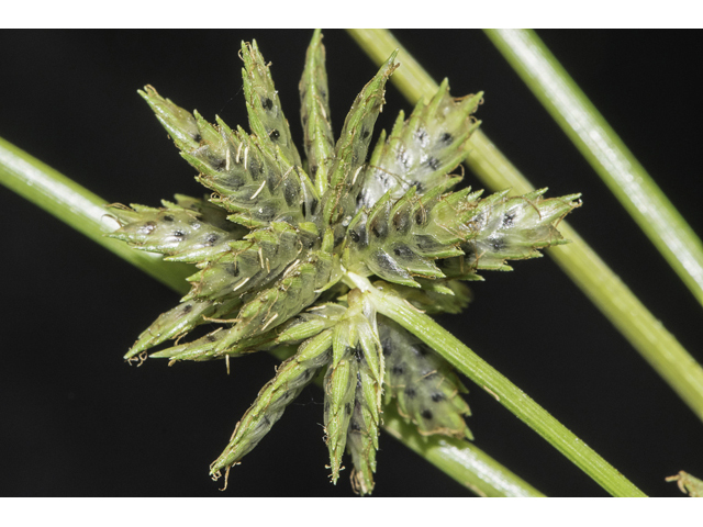 Cyperus elegans (Royal flatsedge) #48457