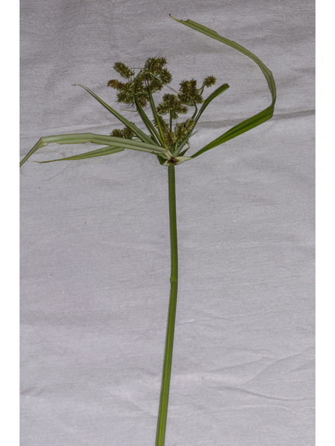 Cyperus erythrorhizos (Redroot flatsedge ) #48462