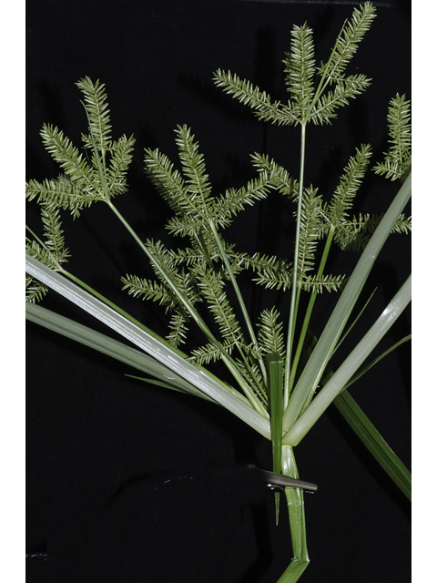 Cyperus erythrorhizos (Redroot flatsedge ) #48463