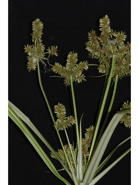 Cyperus erythrorhizos (Redroot flatsedge ) #48464