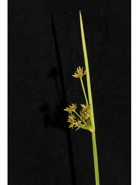 Cyperus haspan (Haspan flatsedge) #48473