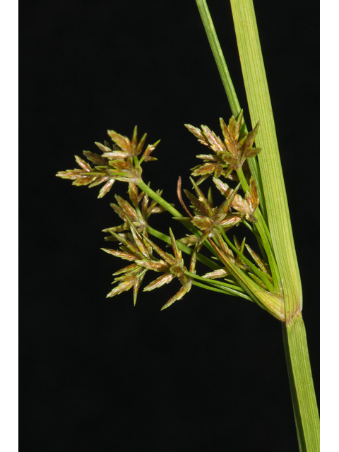 Cyperus haspan (Haspan flatsedge) #48474