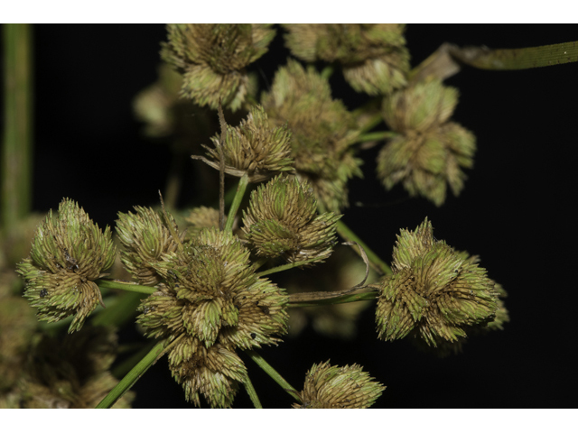 Cyperus pseudovegetus (Marsh flatsedge) #48500