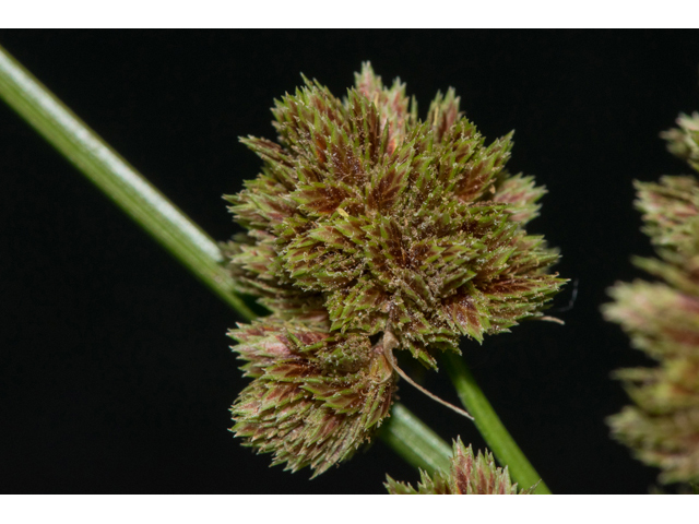 Cyperus reflexus (Bentawn flatsedge) #48505